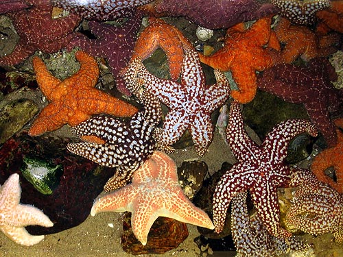 Touch tank sea stars at Santa Monica Pier Aquarium
